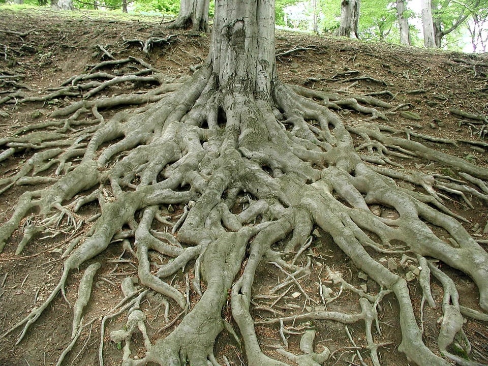 arbol enraizamiento